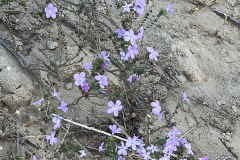IMG_9957_resize