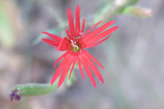 IMG_3887_resize