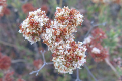 IMG_3888_resize