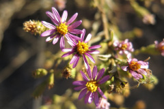 IMG_4310_resize