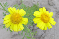 IMG_2031_resize