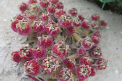 IMG_2034_resize