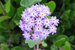 IMG_2036_resize
