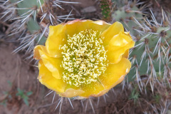 IMG_2038_resize