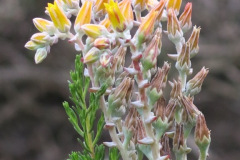 IMG_2157_resize