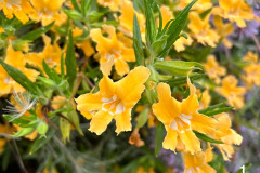 1-sticky-monkey-flower_resize
