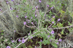 10-common-vervain_resize