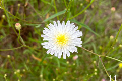 11-cliff-aster_resize