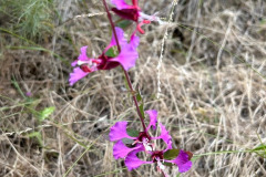 2-elegant-clarkia_resize