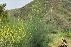 3-fennel_resize