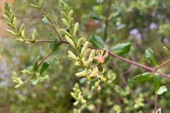 4-chaparral-honeysuckle_resize