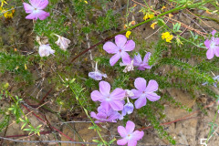 5-prickly-phlox_resize