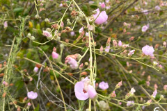 6-bush-mallow_resize