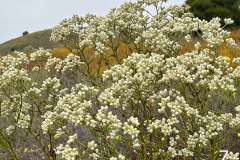7-California-everlasting_resize