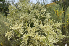 8-chamise_resize