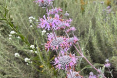 9-purple-sage_resize