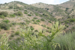 IMG_4148_resize
