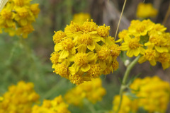 IMG_4152_resize