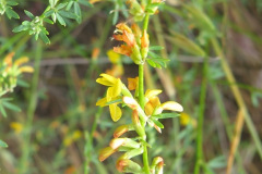 IMG_4164_resize