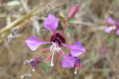 IMG_4172_resize