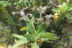 IMG_4190_resize
