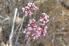 IMG_4191_resize