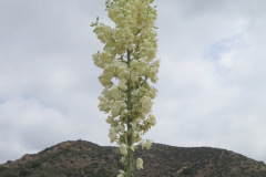 IMG_4196_resize