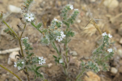IMG_4202_resize