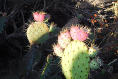DSCN2831_resize