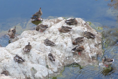 IMG_2388_resize