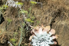 IMG_2395_resize