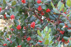 IMG_2407_resize