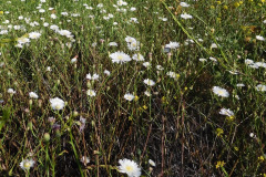 DSCN4150_resize