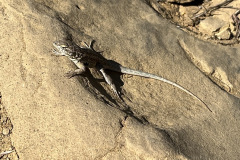 IMG-3695_resize
