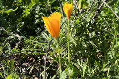 IMG-0537_resize