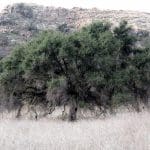 coastliveoak