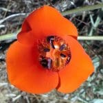 desert-mariposa-lily