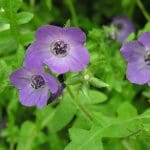 fiestaflower