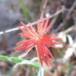 IMG_1032