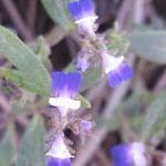 img_1455
