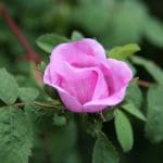 img_2336