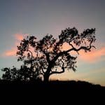 oaksilhouette