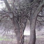 poisonoakvine