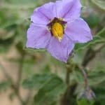 purpleniteshade