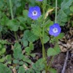 stickyphacelia