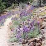 flower-trail-1