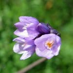IMG_2962