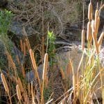 DVNP2 3-5-17 (3) - Darwin Falls - Cattails