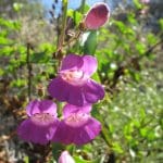 IMG_6707