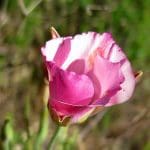 IMG_4384